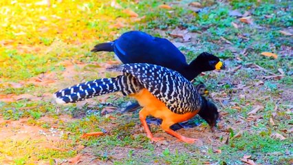 wildlife animals and birds