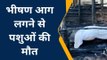 बुरहानपुर: शॉर्ट सर्किट से किसान के घर में लगी आग ,सामान जलकर हुआ खाक