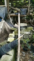 Panen madu lebah trigona, kelulut, teuwel, klanceng jenis levicep dan biroi