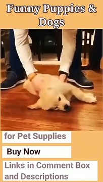 Funny Animals That Make Your Life Colourful | Life Without a Dog Would be Boring | Animals that Are Adorable and Will Make You Smile