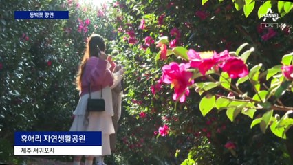 쌀쌀해진 주말…겨울 알리는 ‘동백꽃‘ 개화