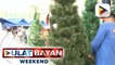 Mga namimili sa Dapitan Arcade, dagsa na; presyo ng Christmas tree, hindi tumaas