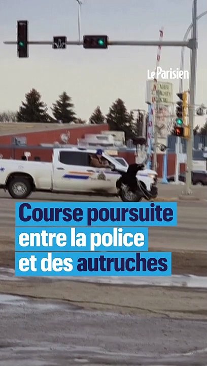 «Qui a joué à Jumanji ?» : la folle course-poursuite entre des autruches et la police canadienne