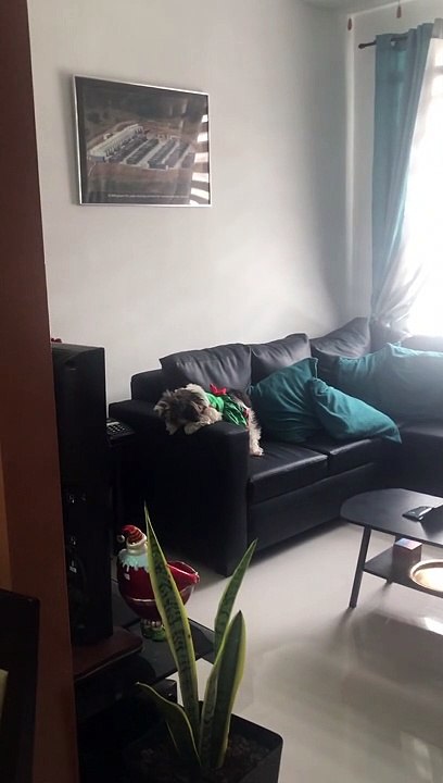 Dancing Doggy Persuades Mom Into A Walk