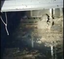 Frana a Ischia, il video dell'uomo salvato dal fango