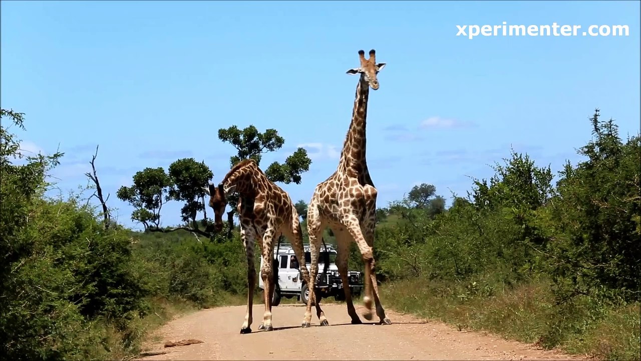 dance giraffe 42