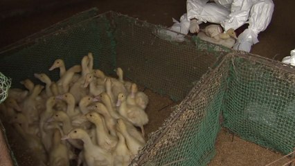 고흥 오리 농장에서 AI 항원 검출...고병원성 조사 중 / YTN