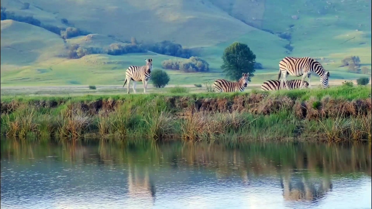 Zebra Animal Planet Video 43