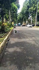 Jalan-jalan dikota bogor yang indah