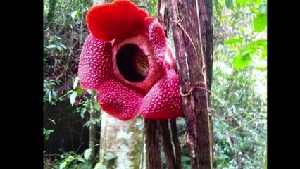 Sumatran Endemic Rare Flora