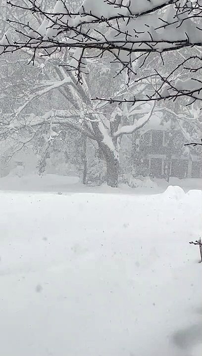 Buck Peeks Over Piles of Snow