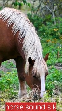 4K African Animals: Amazing Moments of Nxai Pan National Park With Real Sounds & ... Relaxing Nature In 4K-