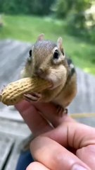 Munchies Squirrel ️️️ #shorts #animals #video
