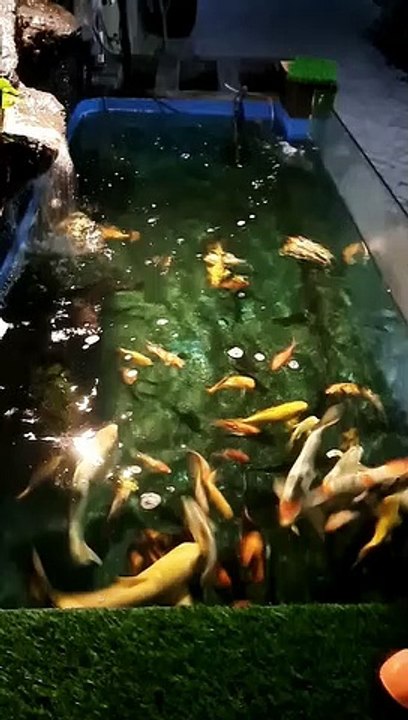 Ikan koi