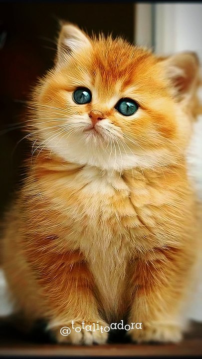 Cute Cat Photo