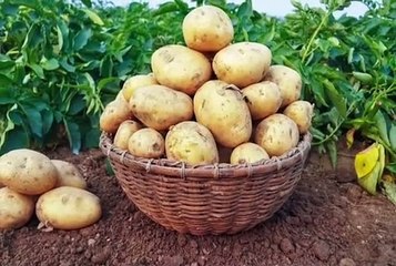 Aalu Mota Karne Ki Dawai | आलू का आकार बड़ा करने की दवा |