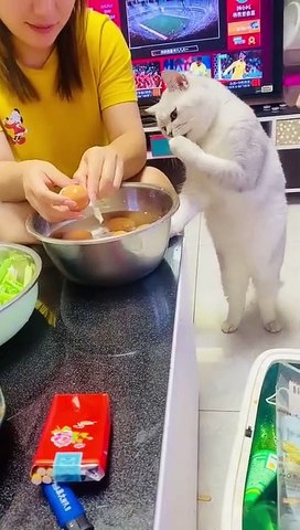 Funny Cat Videos || Funny Animal Videos  || Funny Videos || Funny || Funny Cats || New Songs Adda.