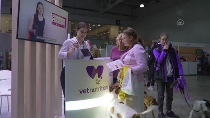 Rusya 2022 ve Moskova Cup 2022 köpek cinsleri yarışması ve gösterisi