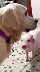 The Cutest Collar Thief