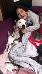 Kid, Pitbull, and Cat Share Bed