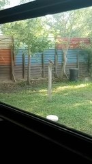 Squirrel Chases Hawk Away