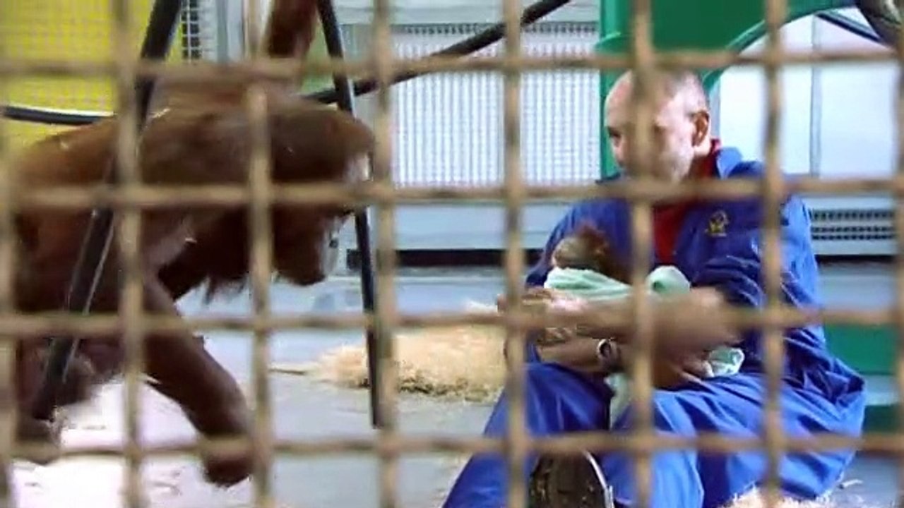 Monkey Life S01E09