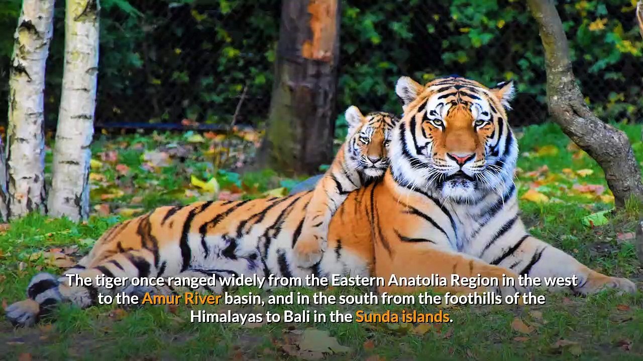 Tiger || Facts, Characteristics, and Description!