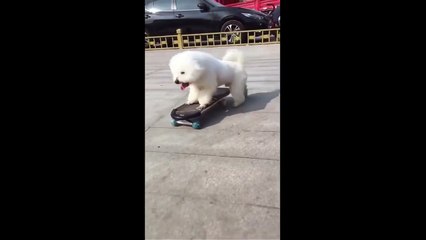 Compilation 2022 Compilation Cute Cute Dog Videos