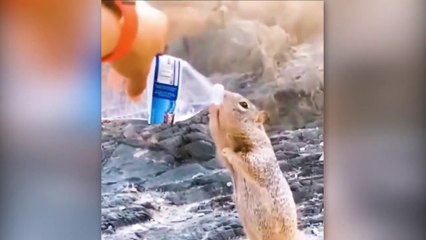 Animals That Requested Human Kindness and Assistance