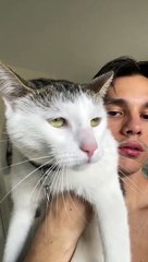 Cat Crosses Roof to Visit Neighbors