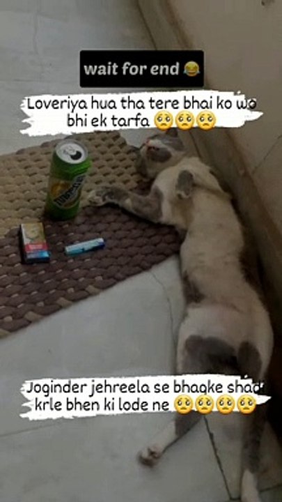 Bagal billa