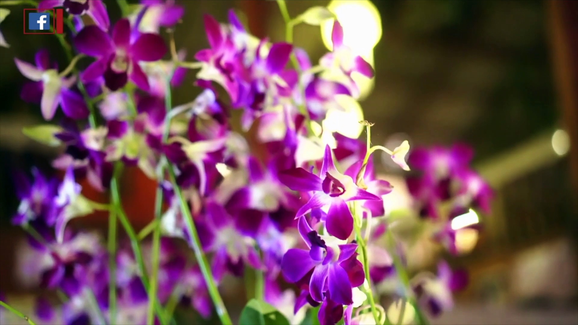 ఆశ్చర్యంగా ఉన్నా ఇది నిజమే...ఈ మొక్కలు ఇంట్లో ఉంటే డబ్బు, ప్రేమ వచ్చిపడతాయి...