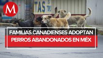 Perros abandonados en México encuentran un hogar con familias canadienses