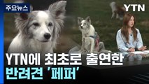 '강아지와 여행' 증가... '댕댕열차'도 출발 / YTN