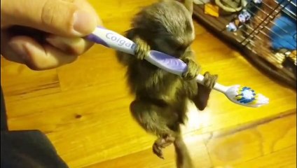 FINGER MONKEY - Cute and Funny Video Of Common Marmoset Monkey 2022