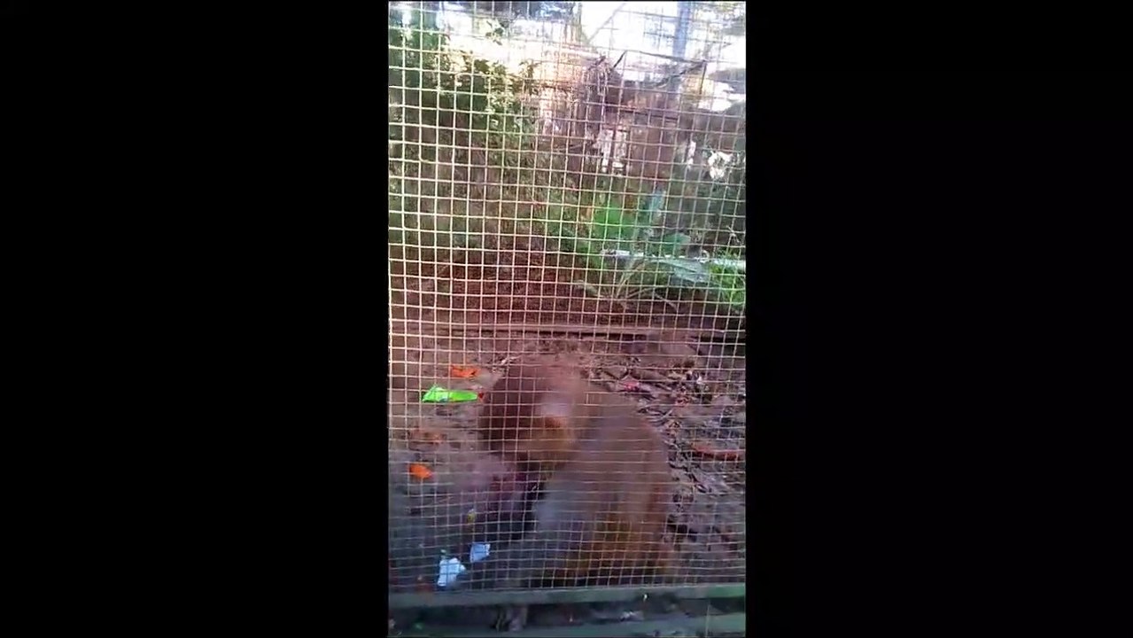 Funny Monkey Chews Bubble Gum And Toffees
