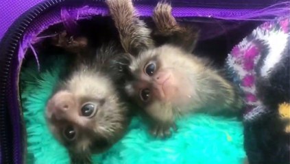FINGER MONKEY - Cute and Funny Video Of Common Marmoset Monkey 2022