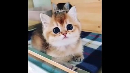 CUTEST CATS - Funny and Cute Cat Videos Compilation 2022