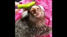 Finger Monkeys Cute and Funny Video Of Common Marmoset Monkey 2022