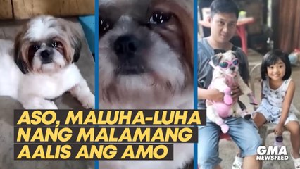 Aso, maluha-luha nang malamang aalis ang amo | GMA News Feed
