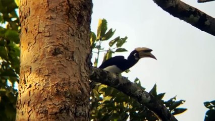 Cát tiên, miền hoang dã còn lại ở Việt Nam. Cat Tien The remaining wild place in Vietnam