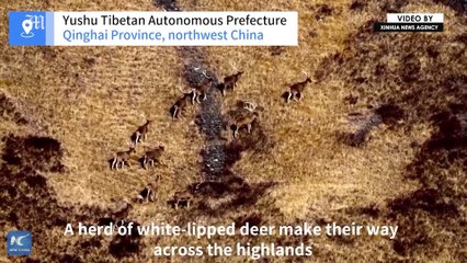 Rare footage captures white-lipped deer and brown bear, together