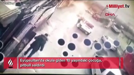 İstanbul'da pitbull dehşeti! 10 yaşındaki çocuğa saldırdı