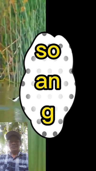Soang balapan