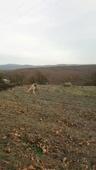 Puppy watches and waits for her boss to work the fields with traktor