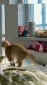 Baby Cats and Dogs Cute and Funny Cats and dogs Videos | WAO Cute Animals #short #viralshorts