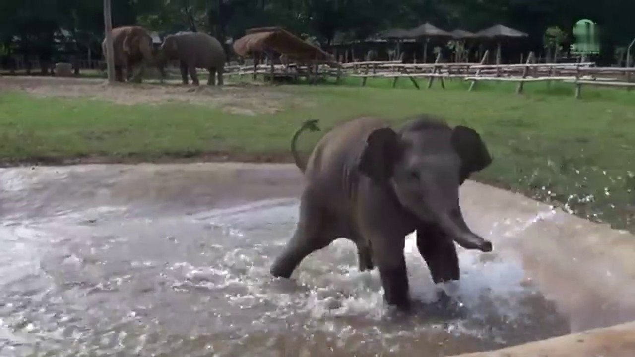 Baby Elephant Wan Mai Outing - ElephantNews
