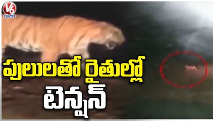 Tiger Spotted In Tamsi-K Village At Bhimpur , Public Runs With Fear | Adilabad | V6 News