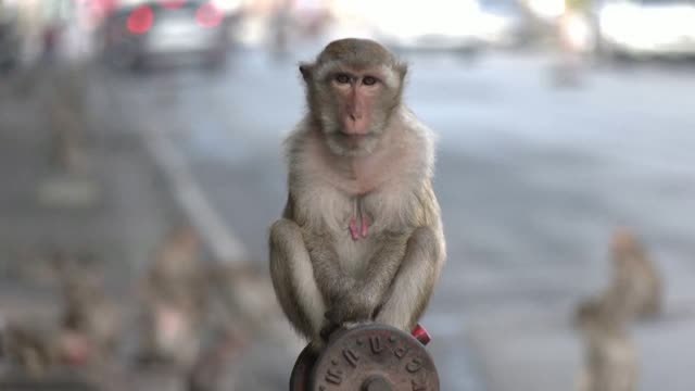 La provincia tailandesa de Lopburi agasaja a sus macacos con un banquete de frutas