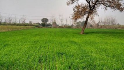 गेहूं में अधिक कल्लों का फुटाव कैसे लें | गेहूं की अच्छी ग्रोथ कैसे बढ़ाए | Gehu Me Kalle Badhaye |